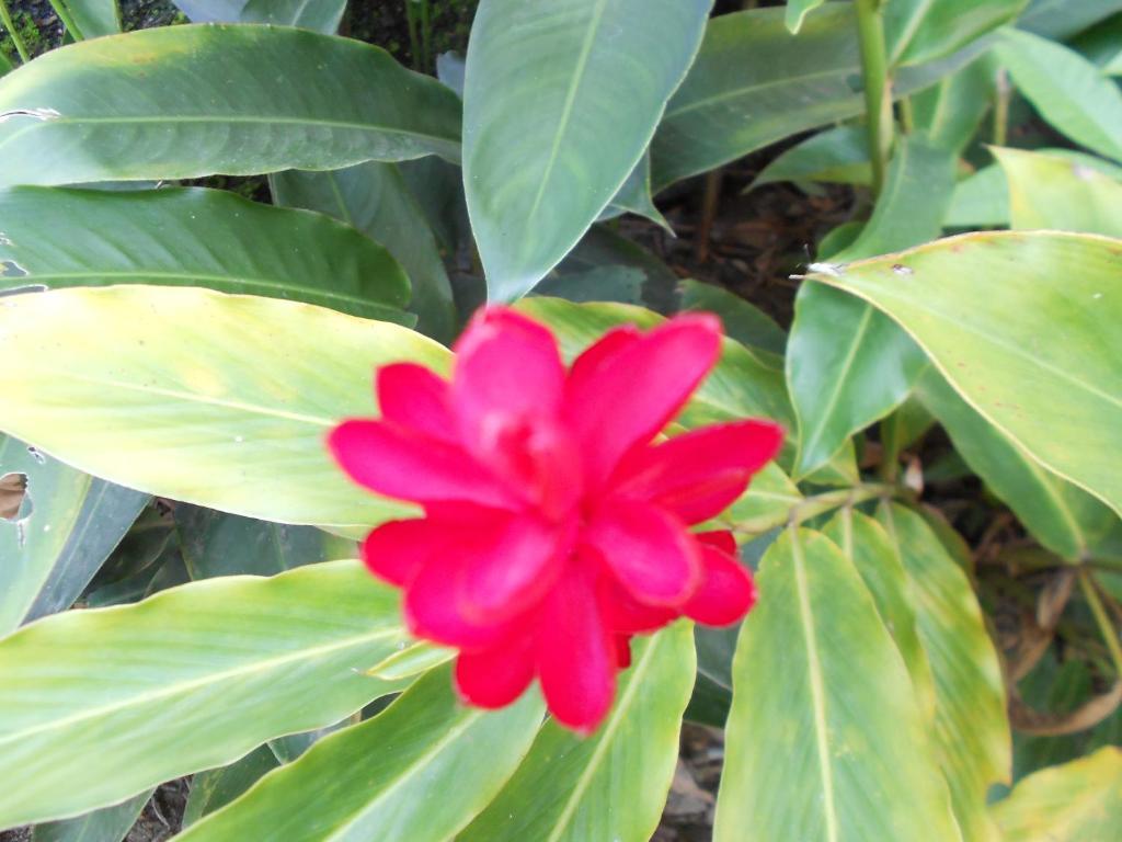Namaste Hostel E Pousada Paraty 帕拉蒂 外观 照片