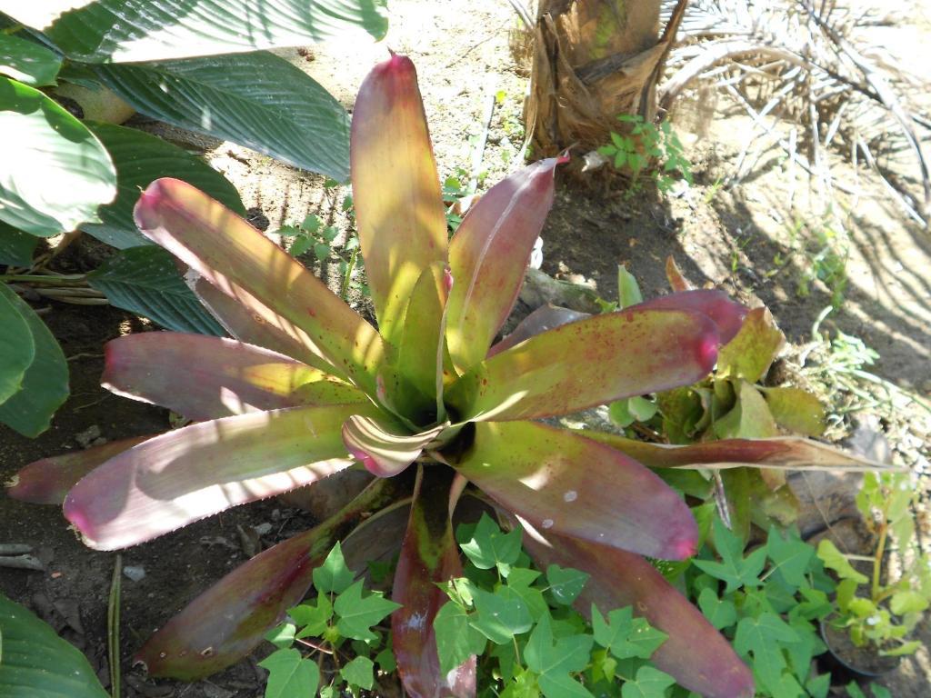 Namaste Hostel E Pousada Paraty 帕拉蒂 外观 照片