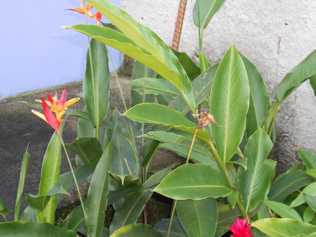 Namaste Hostel E Pousada Paraty 帕拉蒂 外观 照片