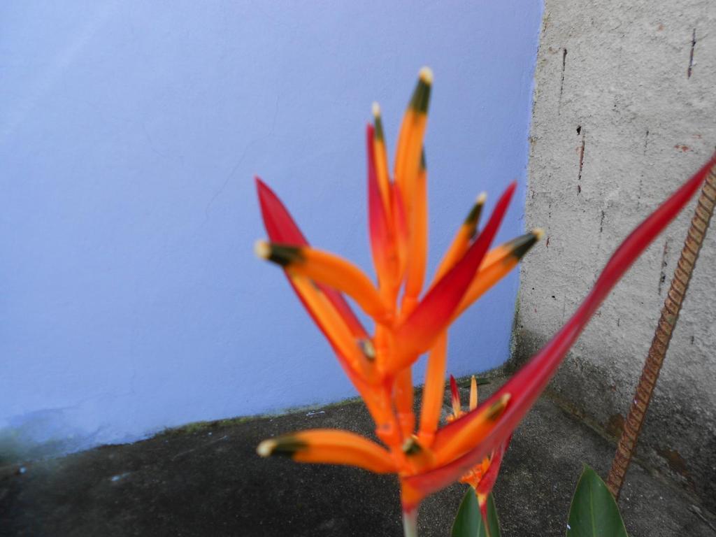 Namaste Hostel E Pousada Paraty 帕拉蒂 外观 照片